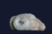 L: 35cm - marbre